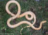 Эскулапов полоз (Elaphe longissima longissima). Англ: Aesculapian ratsnake. Альбинос