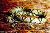 Мандариновый полоз (Elaphe mandarina). Англ: Mandarin ratsnake