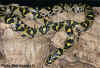 Мандариновый полоз (Elaphe mandarina). Англ: Mandarin ratsnake