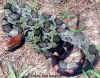 Полоз Меллендорфа (Elaphe moellendorffi). Англ: Moellendorff's ratsnake