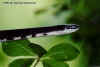 Черный полоз (Elaphe obsoleta obsoleta). Англ: Black ratsnake