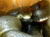 Черный полоз (Elaphe obsoleta obsoleta). Англ: Black ratsnake