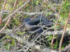Черный полоз (Elaphe obsoleta obsoleta). Англ: Black ratsnake