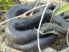 Черный полоз (Elaphe obsoleta obsoleta). Англ: Black ratsnake