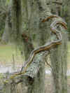 Желтый полоз (Elaphe obsoleta quadrivittata). Англ: Yellow ratsnake