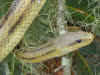 Желтый полоз (Elaphe obsoleta quadrivittata). Англ: Yellow ratsnake