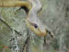 Желтый полоз (Elaphe obsoleta quadrivittata). Англ: Yellow ratsnake