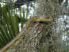 Желтый полоз (Elaphe obsoleta quadrivittata). Англ: Yellow ratsnake