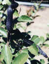 Персидский полоз (Elaphe persica). Англ: Persian ratsnake