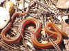 Тайский бамбуковый полоз (Elaphe porphyracea coxi). Англ: Thai bamboo ratsnake