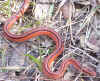 Тайский бамбуковый полоз (Elaphe porphyracea coxi). Англ: Thai bamboo ratsnake