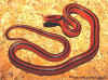 Тайский бамбуковый полоз (Elaphe porphyracea coxi). Англ: Thai bamboo ratsnake
