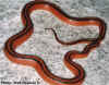 Тайский бамбуковый полоз (Elaphe porphyracea coxi). Англ: Thai bamboo ratsnake