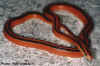 Тайский бамбуковый полоз (Elaphe porphyracea coxi). Англ: Thai bamboo ratsnake