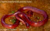 Горный красный полоз (Elaphe porphyracea porphyracea). Англ: Red mountain ratsnake