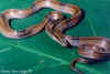 Китайский бамбуковый полоз (Elaphe porphyracea vaillanti). Англ: Chinese bamboo ratsnake