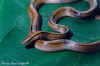 Китайский бамбуковый полоз (Elaphe porphyracea vaillanti). Англ: Chinese bamboo ratsnake