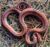 Китайский бамбуковый полоз (Elaphe porphyracea vaillanti). Англ: Chinese bamboo ratsnake