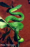 Зеленый полоз (Elaphe prasina). Англ: Green bush ratsanke