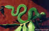 Зеленый полоз (Elaphe prasina). Англ: Green bush ratsanke