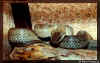 (Elaphe quatuorlineata muenteri). Англ: Aegean Island four-lined ratsnake