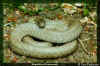 (Elaphe quatuorlineata muenteri). Англ: Aegean Island four-lined ratsnake