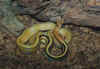 Лучистый полоз (Elaphe radiata). Англ: Radiated rat snake, Copper-headed rat snake