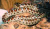 Леопардовый полоз (Elaphe situla). Англ: Leopard ratsnake