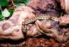 Леопардовый полоз (Elaphe situla). Англ: Leopard ratsnake