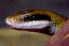 Тайваньский тонкохвостый полоз (Elaphe taeniurus friesei). Англ: Taiwan Striped-tail rat snake