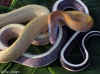 Таиландский тонкохвостый полоз (Elaphe taeniura ridleyi). Англ: Thailand striped-tail ratsnake