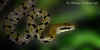 Китайский тонкохвостый полоз (Elaphe taeniura taeniura). Англ: Chinese striped-tail ratsnake