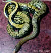 Китайский тонкохвостый полоз (Elaphe taeniura taeniura). Англ: Chinese striped-tail ratsnake