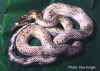 Китайский тонкохвостый полоз (Elaphe taeniura taeniura). Англ: Chinese striped-tail ratsnake