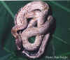 Китайский тонкохвостый полоз (Elaphe taeniura taeniura). Англ: Chinese striped-tail ratsnake