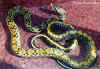 Юнаньский тонкохвостый полоз (Elaphe taeniura yunnanensis). Англ: Yunnan striped-tail ratsnake