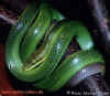 Красно-хвостый зеленый полоз (Gonyosoma oxycelphala). Англ: Red-tailed green ratsnake