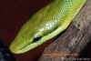 Красно-хвостый зеленый полоз (Gonyosoma oxycelphala). Англ: Red-tailed green ratsnake
