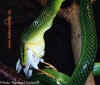 Красно-хвостый зеленый полоз (Gonyosoma oxycelphala). Англ: Red-tailed green ratsnake