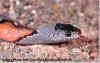 Серая молочная змея (Lampropeltis alterna alterna). Англ: Gray banded kingsnake