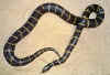 Калифорнийская королевская змея (Lampropeltis getulus californiae). Англ: California kingsnake