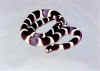Калифорнийская королевская змея (Lampropeltis getulus californiae). Англ: California kingsnake. Черна-белая фаза