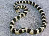 Калифорнийская королевская змея (Lampropeltis getulus californiae). Англ: California kingsnake. Черна-белая фаза.