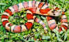 Изменчивая или Молочная змея Тэйера (Lampropeltis mexicana thayeri). Англ: Neuvo leons milksnake