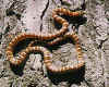 Чианхуахуа горная королевская змея (Lampropeltis pyromelana knoblochi). Англ: Chiahuahua mounaint kingsnake