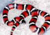 Мексиканская молочная змея (Lampropeltis triangulum annulata). Англ: Mexican milksnake