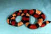 Молочная змея Кэмбэла (Lampropeltis triangulum campbelli). Англ: Pueblan milksnake