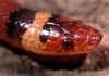 Молочная змея Скарлета (Lampropeltis triangulum elapsoides). Англ: Scarlet milksnake