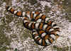 Центрально-равнинная молочная змея (Lampropeltis triangulum gentilis). Англ: Central plains milksnake