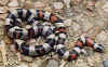Центрально-равнинная молочная змея (Lampropeltis triangulum gentilis). Англ: Central plains milksnake